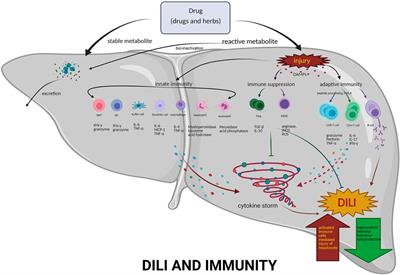 The Immunological Mechanisms and Immune-Based Biomarkers of Drug-Induced Liver Injury